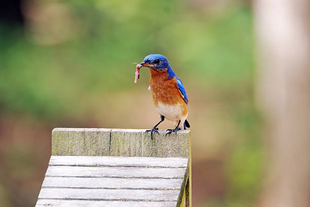 istock Male Bluebird with Worm 172776466
