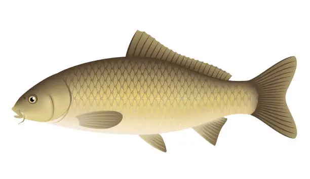 Vector illustration of The carp isolated on white background