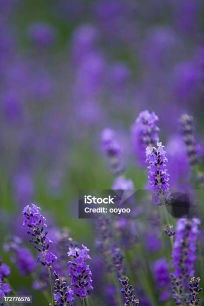 Lavanda Foto de stock y más banco de imágenes de Aire libre - Aire libre, Buqué, Campo - Tierra cultivada