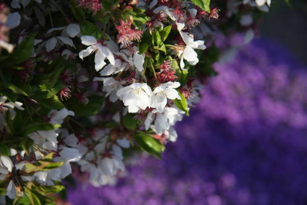 Vibrant Colors of Spring Blossoms stock photo