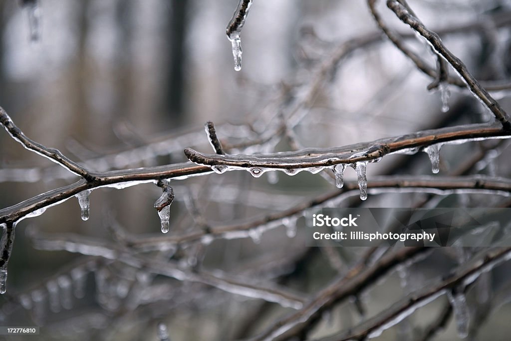 Tormenta de hielo congelado árboles - Foto de stock de Agua libre de derechos
