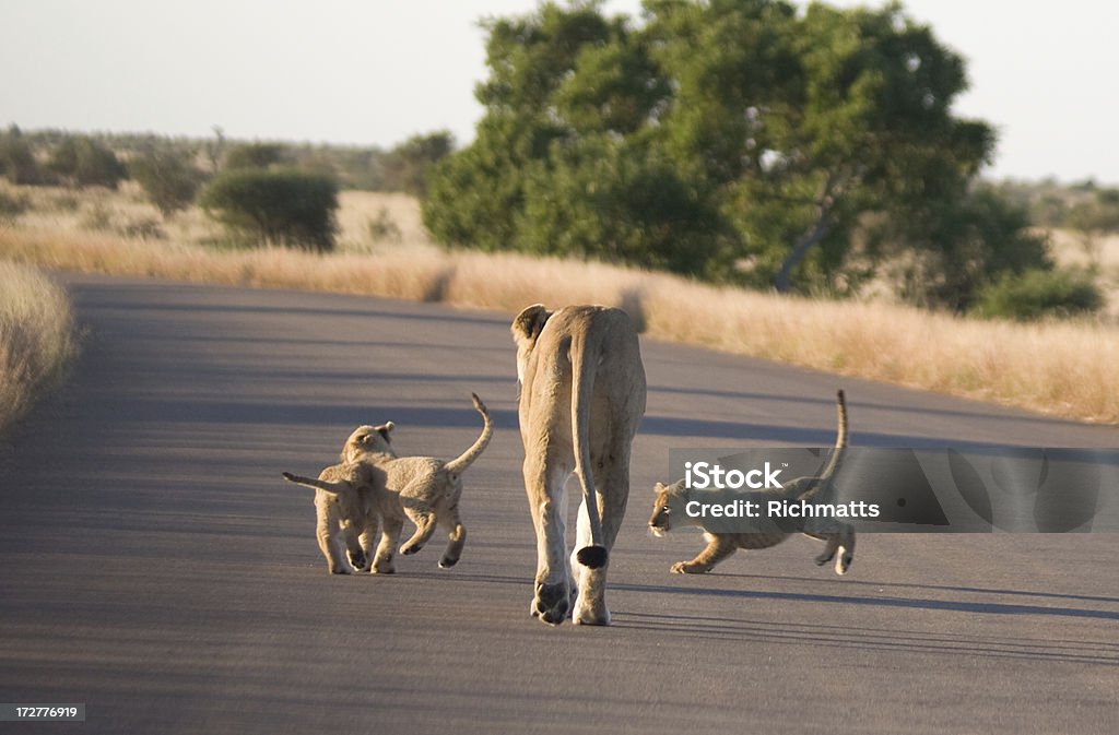 África. Leões bebê brincando mãe Leoa - Foto de stock de Alegria royalty-free