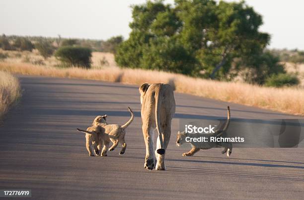 Foto de África Leões Bebê Brincando Mãe Leoa e mais fotos de stock de Alegria - Alegria, Animais de Safári, Animal