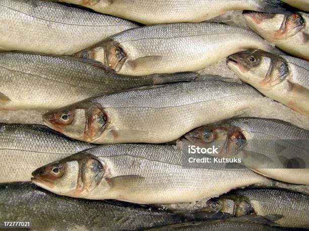 Pescado Fresco Foto de stock y más banco de imágenes de Alimento - Alimento, Animal, Animal muerto