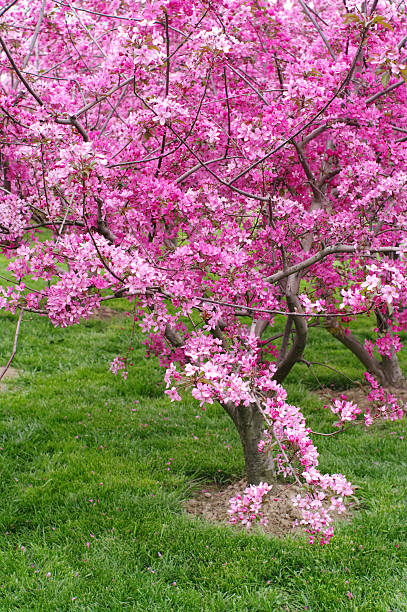 Sakura Cherry Tree stock photo