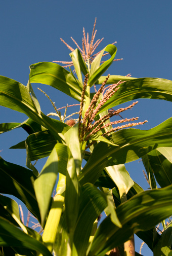 Guatemalan Corn growing tall in the warm afternoon sunshine. 