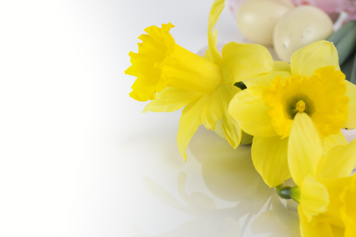 Close up of yellow tulips with copy space to left. CLICK FOR SIMILAR IMAGES AND LIGHTBOX WITH EASTER/SPRING IMAGES.