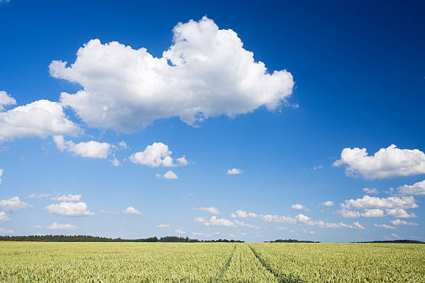 wheat field stock photo