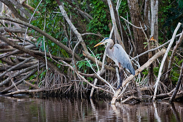 Heron at rest in the Everglades National Park