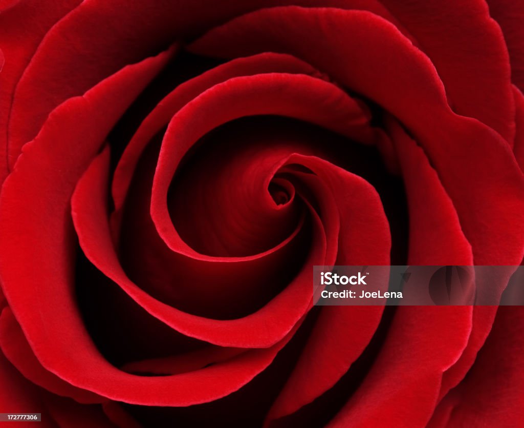Rose - Foto stock royalty-free di Amore
