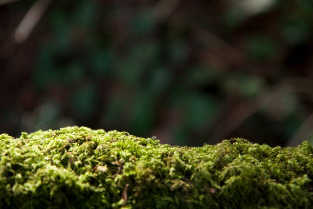 Iluminado moss em madeira, Fundo Abstrato - foto de acervo