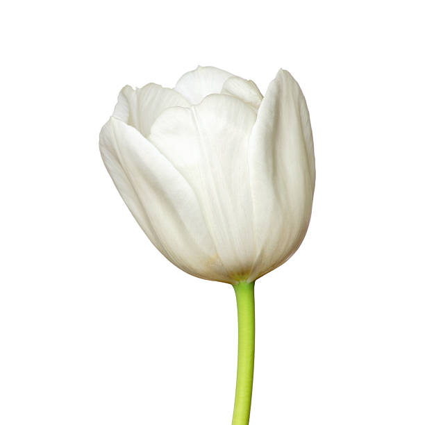 istock Side view close-up of single white tulip flower head, isolated 172777473