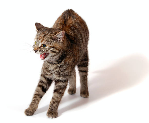 Cat hissing at the camera angrily stock photo