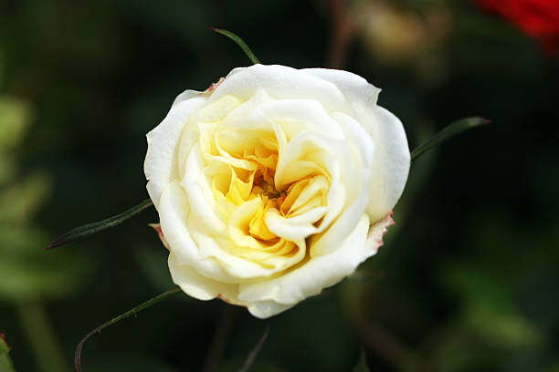 single charming flower stock photo