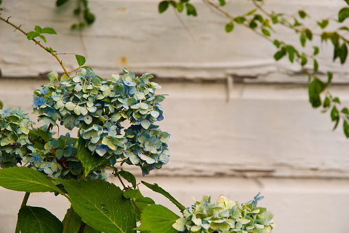 Heirloom blue hydrangea against the pealing white paint of an old clapboard house. Horizontal format. Diagonal composition. Shallow depth of field. Early morning, summertime light at Granny's house.