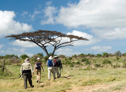 Group of travelers on a walking safari in Tanzania, approaching a flat-top acacia tree, with armed guide in the lead.