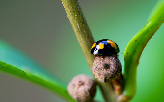 Ladybug beetle on green leaf