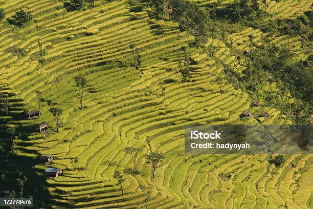 Photo libre de droit de Green Hill Mitoyen Au Népal banque d'images et plus d'images libres de droit de Admirer le paysage - Admirer le paysage, Agriculture, Asie