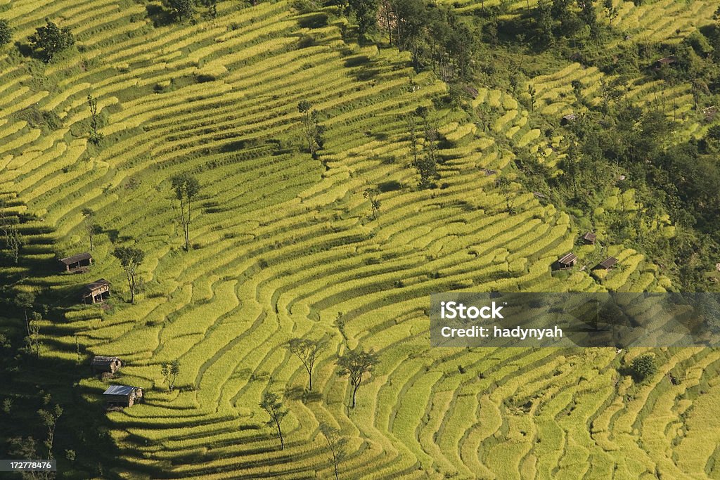 Зеленый, Террасовое hill в Непале - Стоковые фото Азия роялти-фри