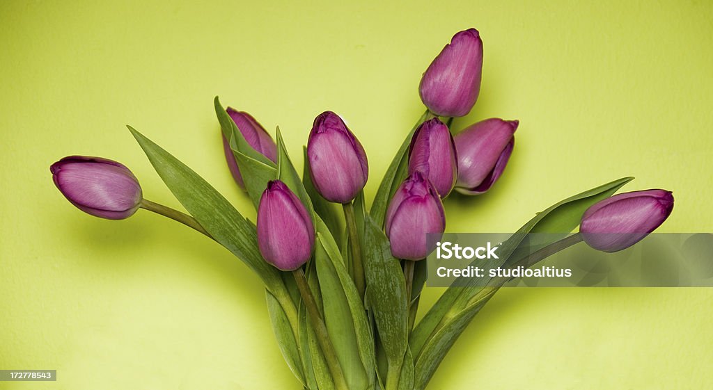 Tulpen auf Grün - Lizenzfrei Blume Stock-Foto