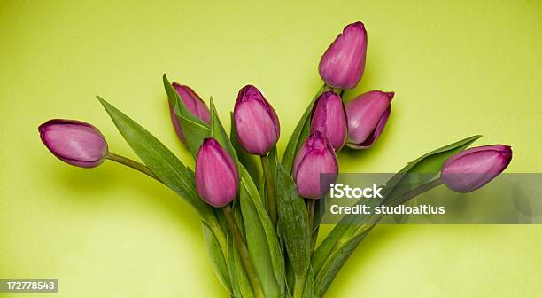 Tulipanes Sobre Verde Foto de stock y más banco de imágenes de Alegre - Alegre, Arreglo floral, Belleza de la naturaleza