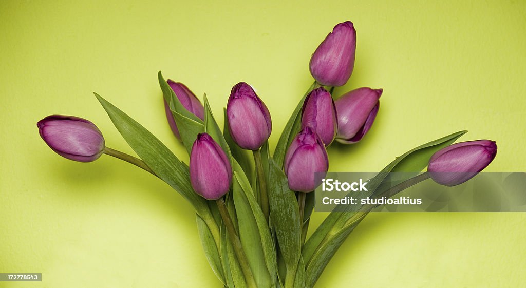 Tulipas em verde - Foto de stock de Arranjo de Flores royalty-free