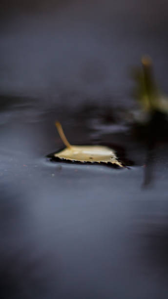 istock A leaf from a tree in a puddle in the autumn rain. 1727785746