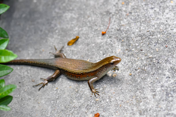 istock Lizard lies on the road in Thailand 1727785814
