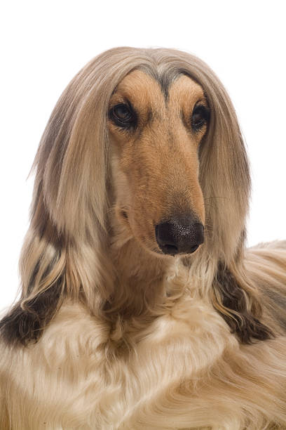 istock Portrait of an afghan hound 172778613