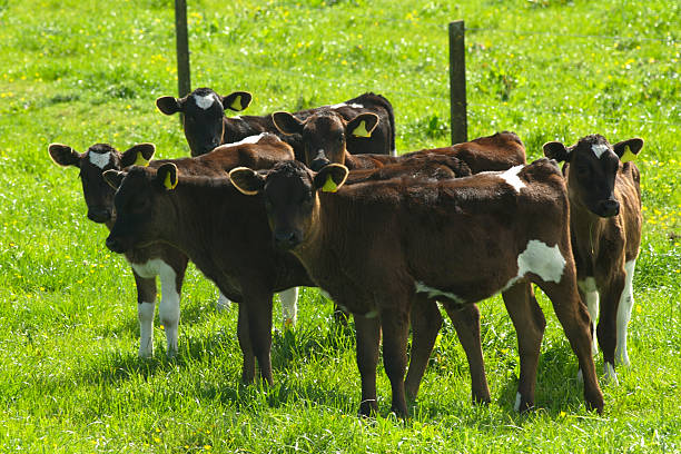 istock six calves in a field 172778843