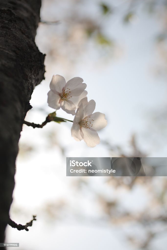 Cherry Blossom Backgrounds Stock Photo