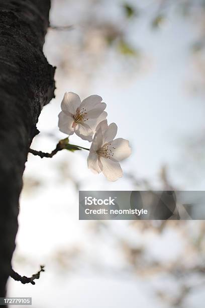 Cherry Blossom Stock Photo - Download Image Now - Backgrounds, Beauty, Beauty In Nature