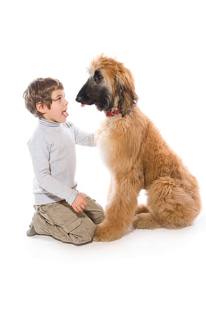 menino e seu cão de estimação - toddler child animal tongue human tongue imagens e fotografias de stock