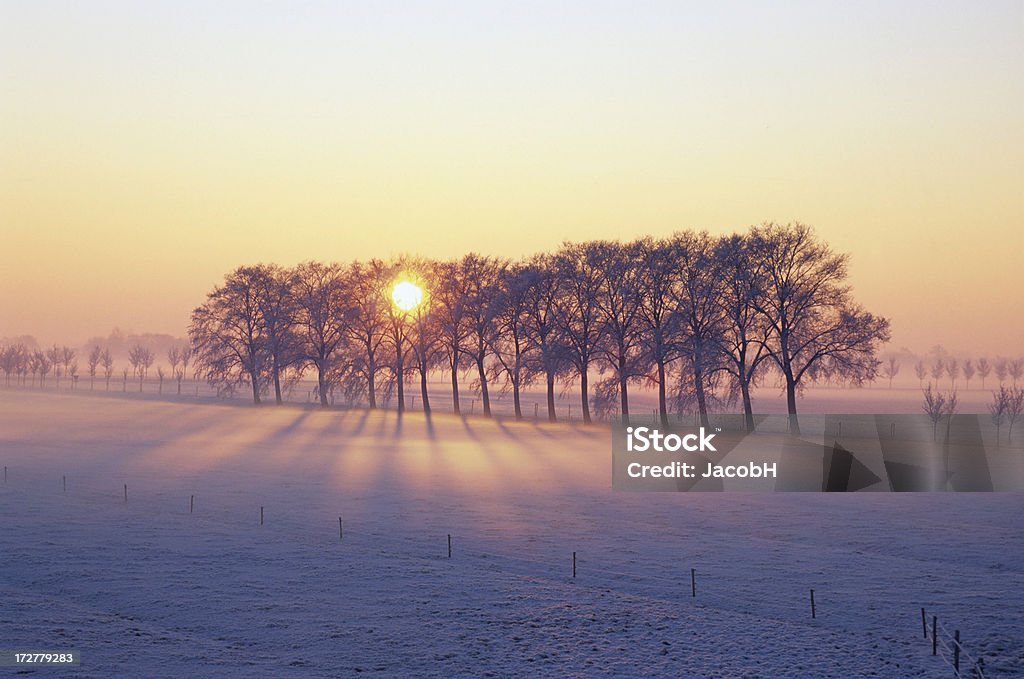 Winter Sunrise A row of frosted trees in misty winter conditions during sunrise. Location is West-Beemster, Netherlands. Netherlands Stock Photo