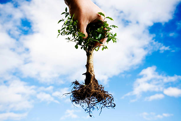 Uprooted stock photo
