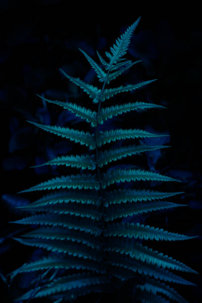 istock fern leaf on dark nature background, color toned 1727793832