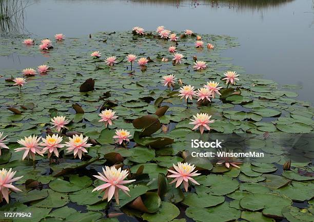 Water Seerose Stockfoto und mehr Bilder von Auf dem Wasser treiben - Auf dem Wasser treiben, Baumblüte, Blume