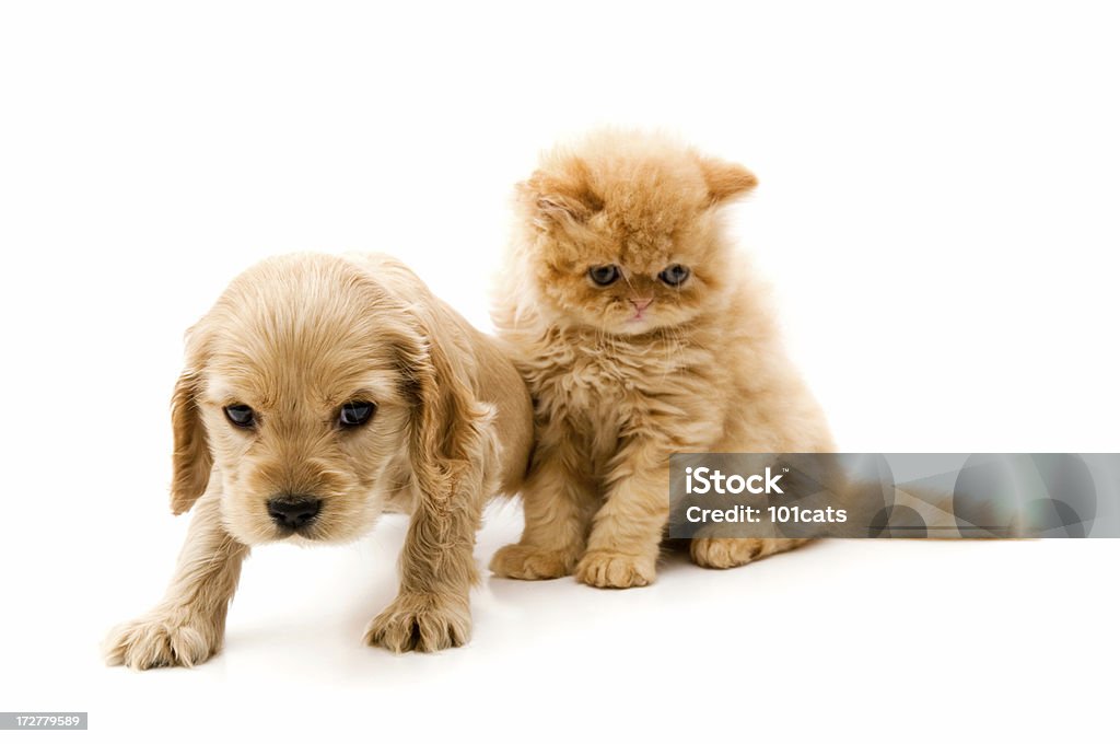 cocker-persa - Foto de stock de Abrigo para perro libre de derechos