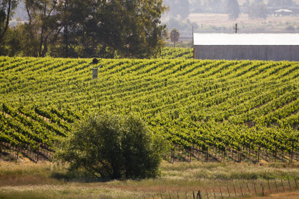 vineyard nebligen morgen - california napa valley vineyard farmhouse stock-fotos und bilder