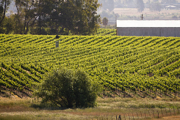 vineyard misty por la mañana - california napa valley vineyard farmhouse fotografías e imágenes de stock
