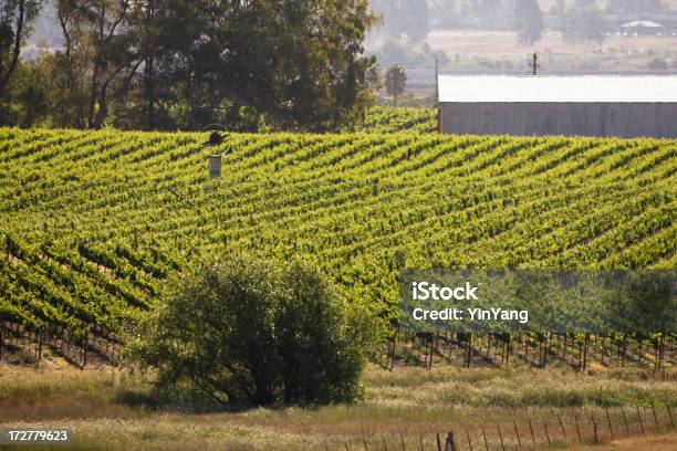 Vinha Misty Manhã - Fotografias de stock e mais imagens de Agricultura - Agricultura, Recurso Sustentável, Vale de Napa