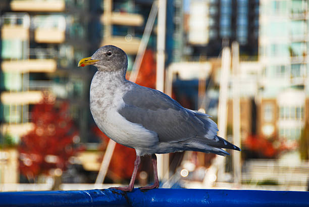 City Seagull stock photo