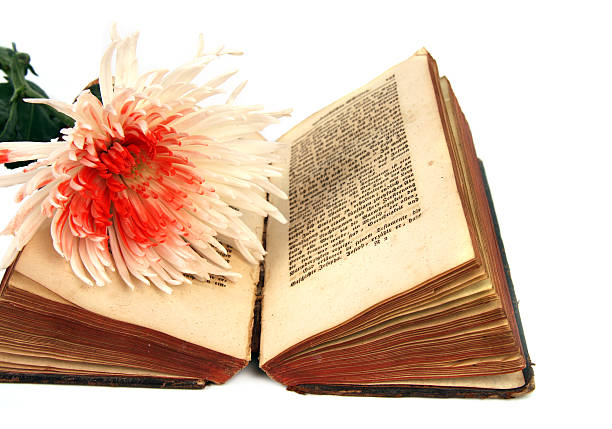 istock Chrysanthemum on the ancient bible 172779781