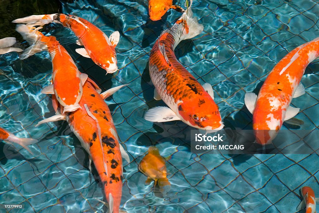 Lago de Koi - Foto de stock de Carpa royalty-free