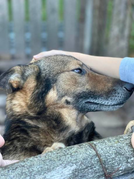 istock A boy pets a mongrel dog. Animal shelter advertisement 1727802429