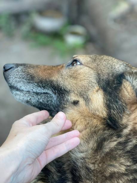 istock A boy pets a mongrel dog. Animal shelter advertisement 1727802447