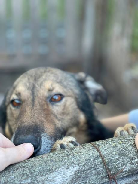 istock A boy pets a mongrel dog. Animal shelter advertisement 1727802463