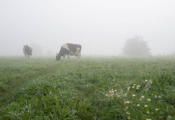 spotted black and white cows graze in dense morning mist in green grassy summer meadow