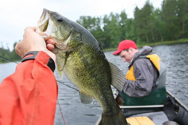 Fat, chunky largemouth bass caught in Quetico Provincial Park, Ontario on Crooked Lake.