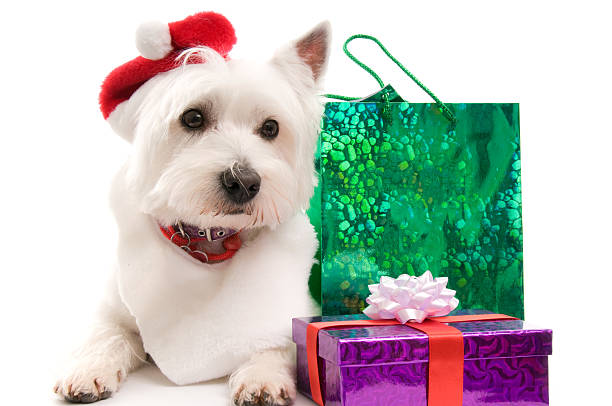 istock Father Christmas Westie 172780315